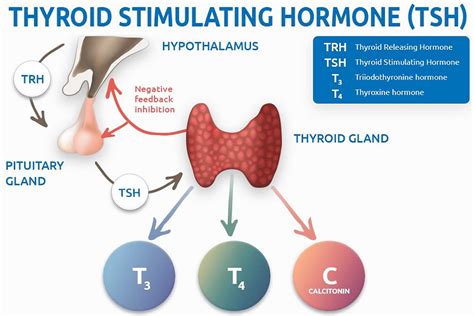 thyroid stimulating hormone blood test